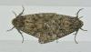 Mamestra brassicae